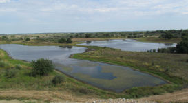 Wetland Delineations